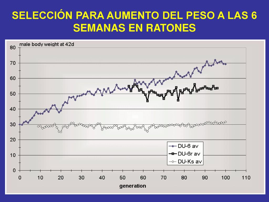 SELECCIÓN PARA AUMENTO DEL PESO A LAS 6 SEMANAS EN RATONES