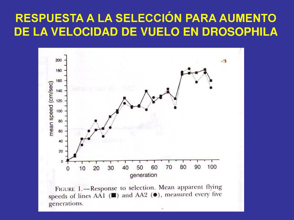 RESPUESTA A LA SELECCIÓN PARA AUMENTO DE LA VELOCIDAD DE VUELO EN DROSOPHILA