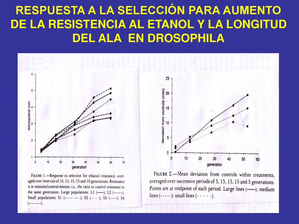 RESPUESTA A LA SELECCIÓN PARA AUMENTO DE LA RESISTENCIA AL ETANOL Y LA LONGITUD DEL ALA EN DROSOPHILA