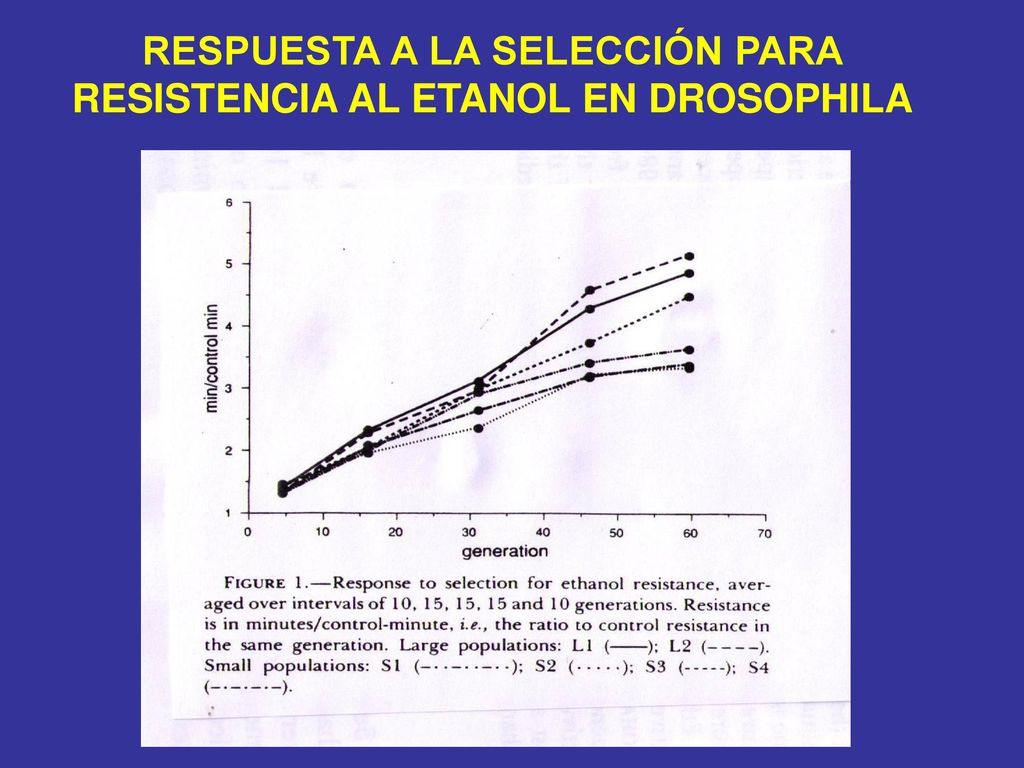 RESPUESTA A LA SELECCIÓN PARA RESISTENCIA AL ETANOL EN DROSOPHILA