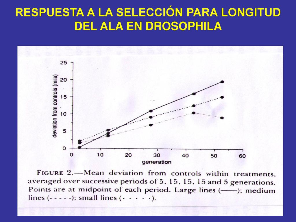RESPUESTA A LA SELECCIÓN PARA LONGITUD DEL ALA EN DROSOPHILA