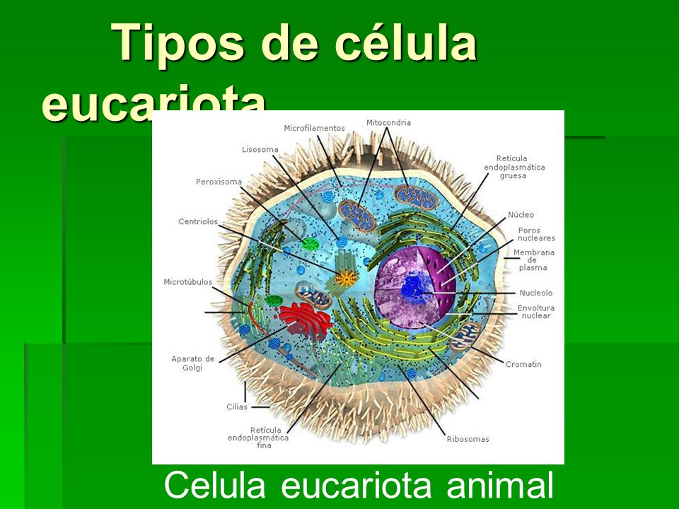 Tipos de célula eucariota
