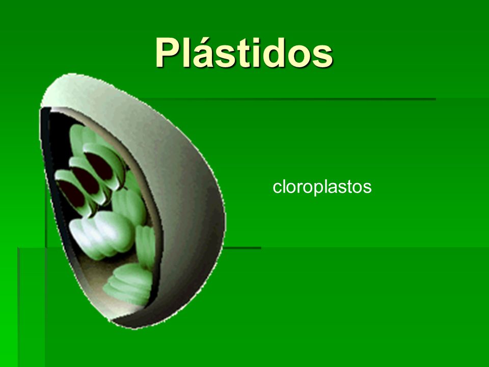 Plástidos cloroplastos