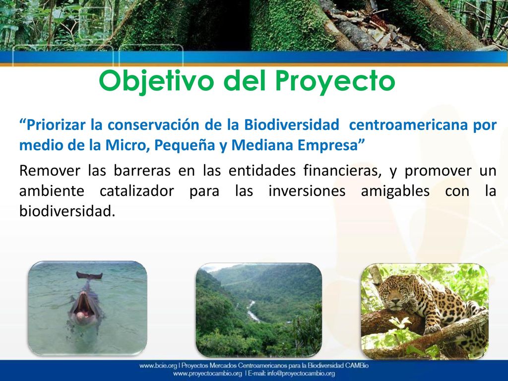 Objetivo del Proyecto Priorizar la conservación de la Biodiversidad centroamericana por medio de la Micro, Pequeña y Mediana Empresa