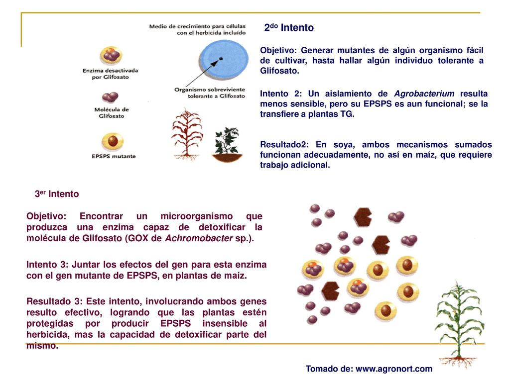 2do Intento Resultado2: En soya, ambos mecanismos sumados funcionan adecuadamente, no así en maíz, que requiere trabajo adicional.