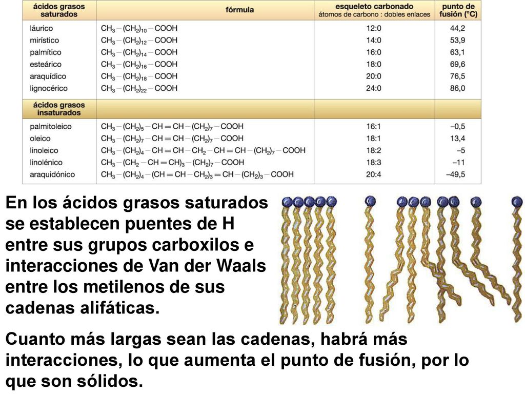 En los ácidos grasos saturados se establecen puentes de H entre sus grupos carboxilos e interacciones de Van der Waals entre los metilenos de sus cadenas alifáticas.