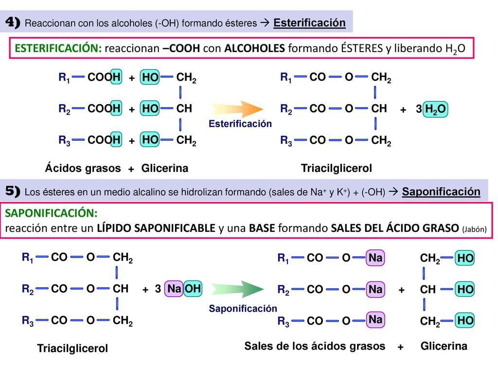 4) Reaccionan con los alcoholes (-OH) formando ésteres  Esterificación