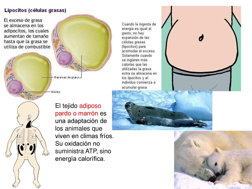 El tejido adiposo pardo o marrón es una adaptación de los animales que viven en climas fríos.