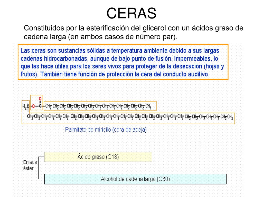 CERAS Constituidos por la esterificación del glicerol con un ácidos graso de cadena larga (en ambos casos de número par).