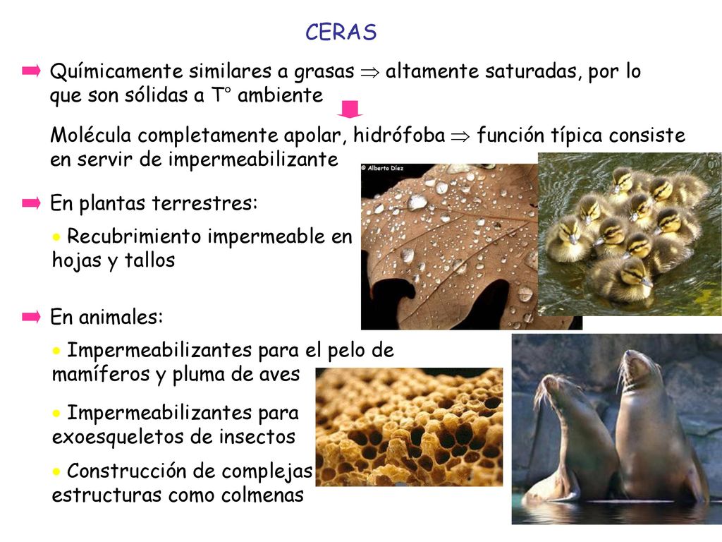 CERAS Químicamente similares a grasas  altamente saturadas, por lo que son sólidas a T° ambiente.