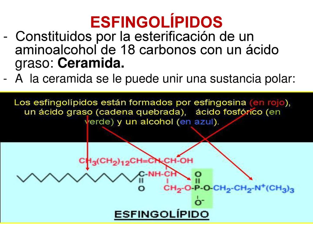 ESFINGOLÍPIDOS - Constituidos por la esterificación de un aminoalcohol de 18 carbonos con un ácido graso: Ceramida.