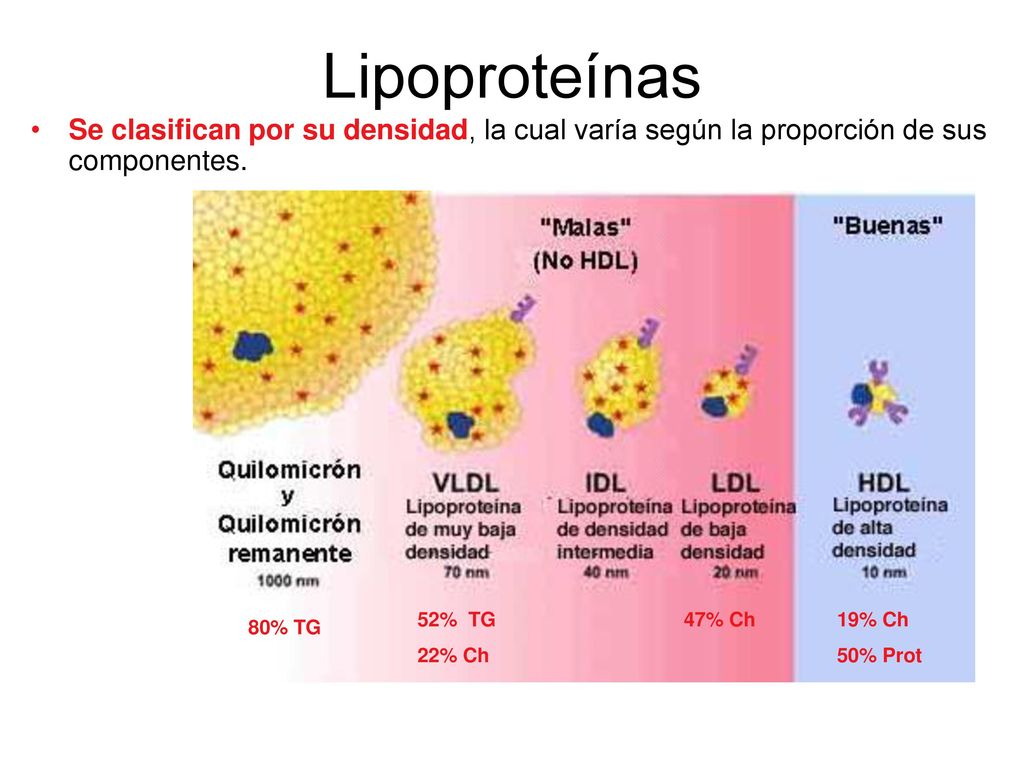Lipoproteínas Se clasifican por su densidad, la cual varía según la proporción de sus componentes. 52% TG.