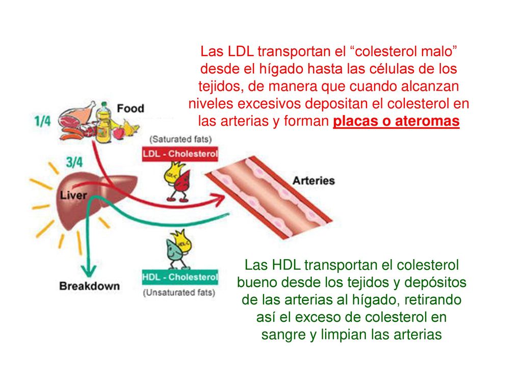 Las LDL transportan el colesterol malo desde el hígado hasta las células de los tejidos, de manera que cuando alcanzan niveles excesivos depositan el colesterol en las arterias y forman placas o ateromas