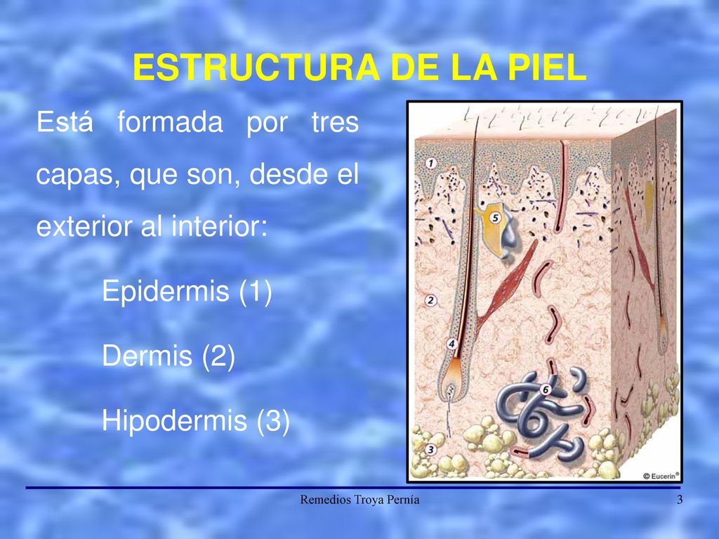 ESTRUCTURA DE LA PIEL Está formada por tres capas, que son, desde el exterior al interior: Epidermis (1)