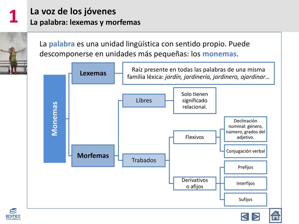 La voz de los jóvenes La palabra: lexemas y morfemas