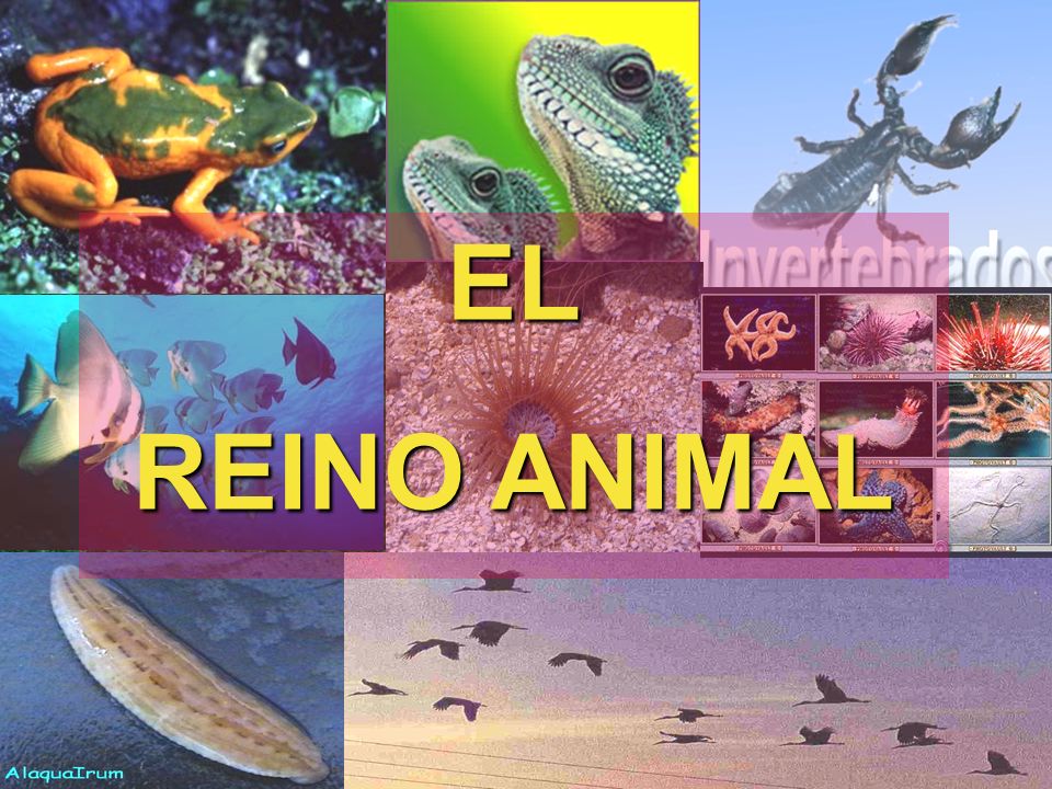 EL REINO ANIMAL