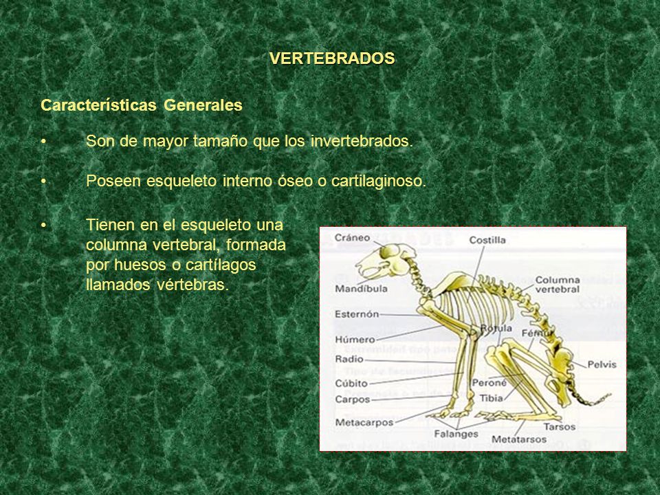 VERTEBRADOS Características Generales. Son de mayor tamaño que los invertebrados. Poseen esqueleto interno óseo o cartilaginoso.