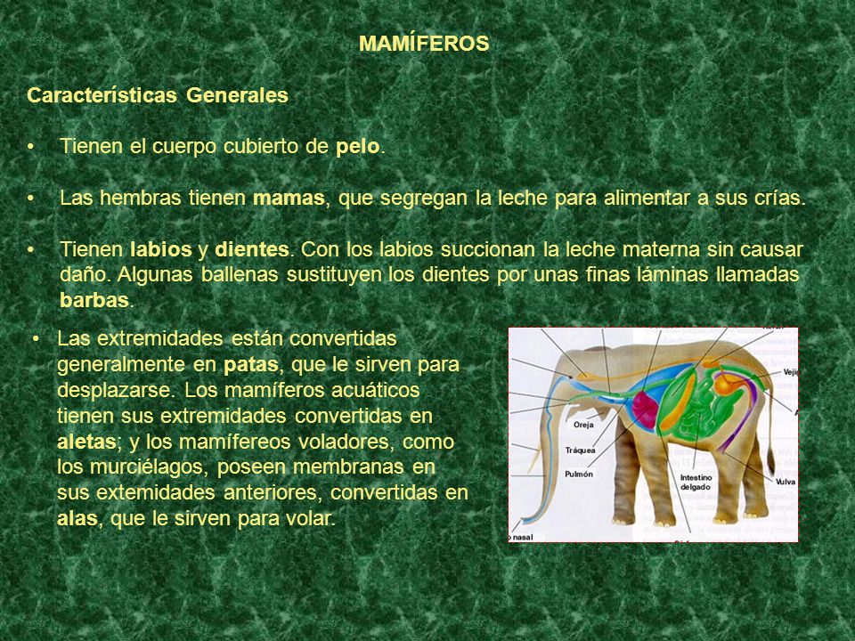 MAMÍFEROS Características Generales. Tienen el cuerpo cubierto de pelo. Las hembras tienen mamas, que segregan la leche para alimentar a sus crías.