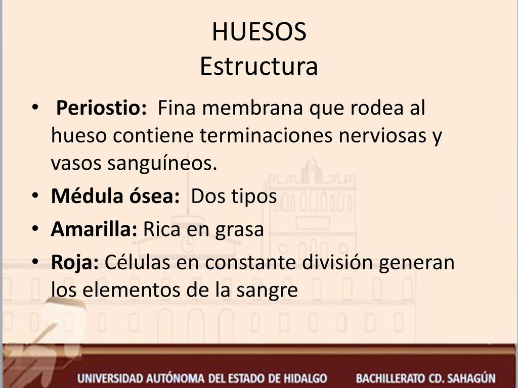 HUESOS Estructura Periostio: Fina membrana que rodea al hueso contiene terminaciones nerviosas y vasos sanguíneos.