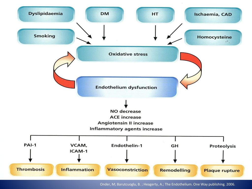 Onder, M; Barutcuoglu, B. ; Heagerty, A. ; The Endothelium