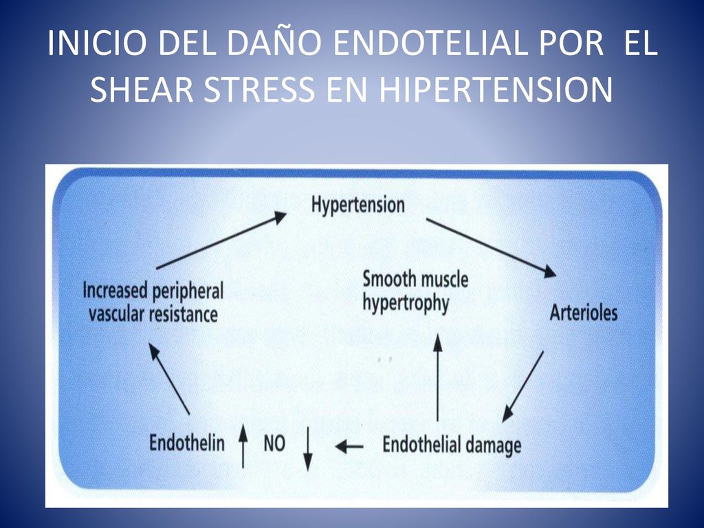 INICIO DEL DAÑO ENDOTELIAL POR EL SHEAR STRESS EN HIPERTENSION