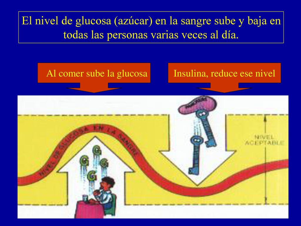 El nivel de glucosa (azúcar) en la sangre sube y baja en