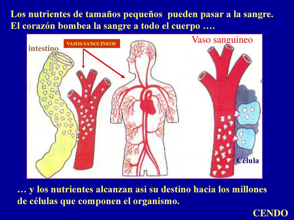 Los nutrientes de tamaños pequeños pueden pasar a la sangre.