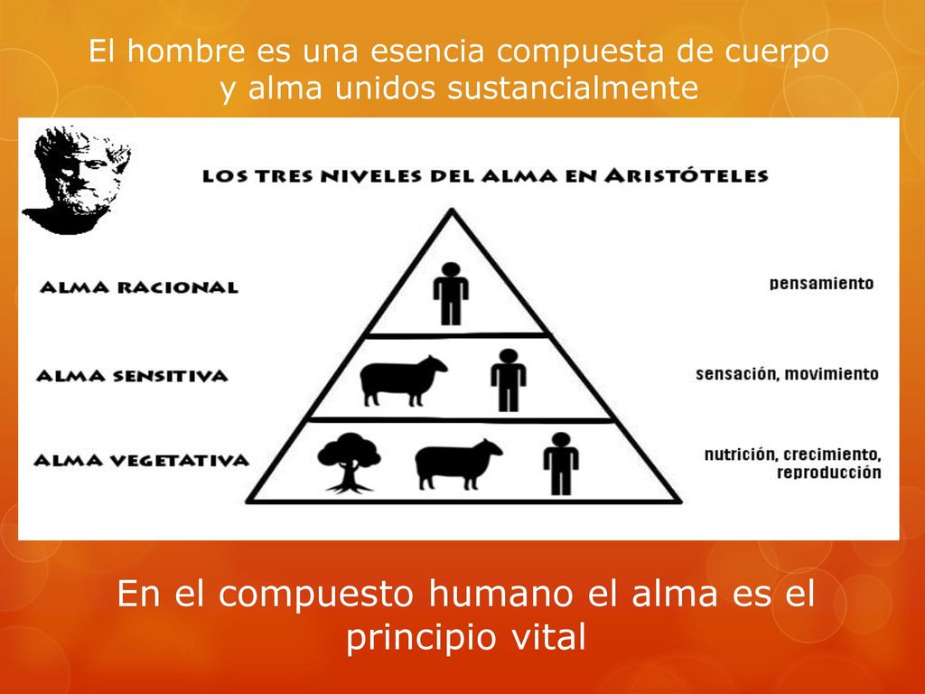 En el compuesto humano el alma es el principio vital