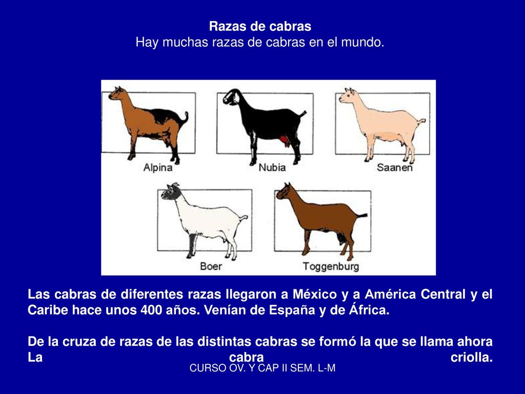 Razas de cabras Hay muchas razas de cabras en el mundo.
