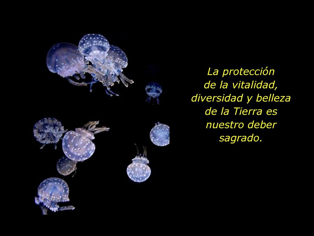 La protección de la vitalidad, diversidad y belleza de la Tierra es nuestro deber sagrado.