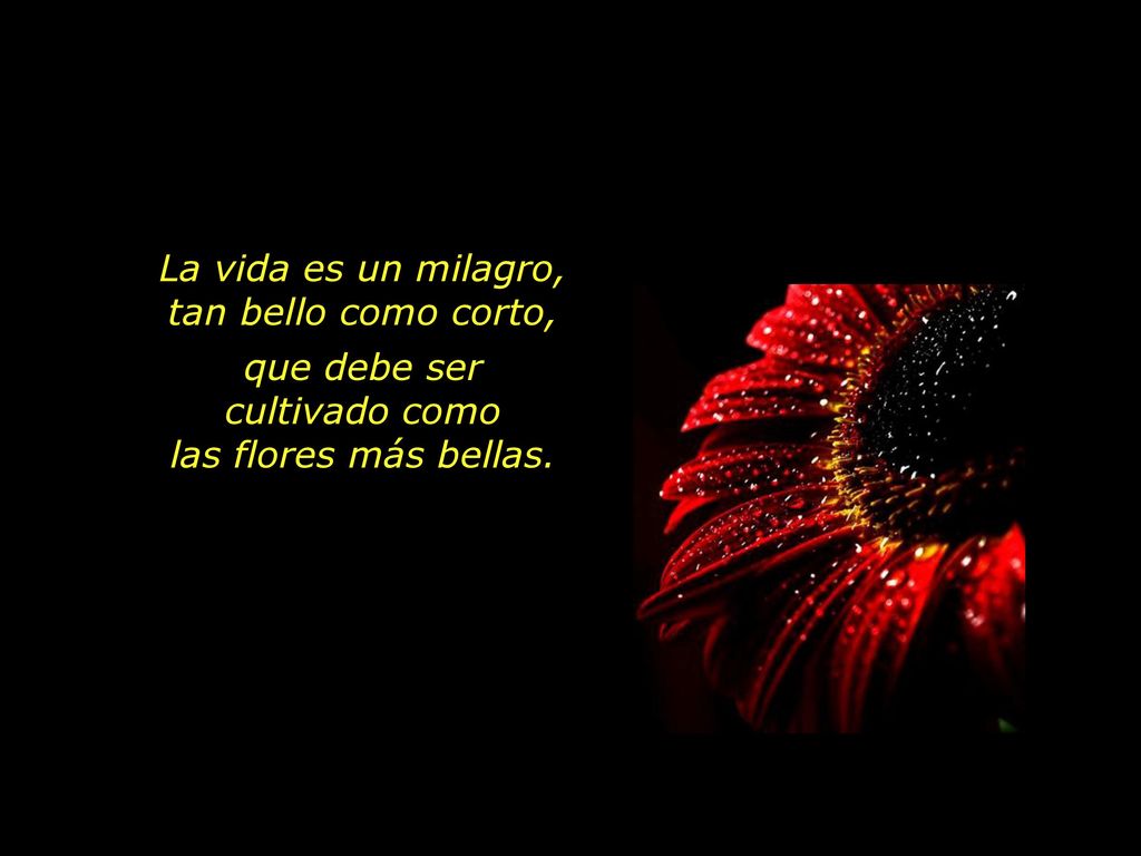 La vida es un milagro, tan bello como corto,