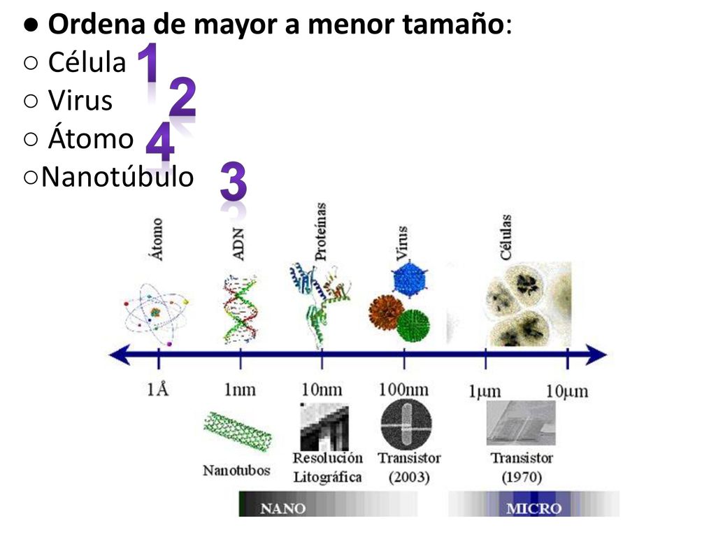 ● Ordena de mayor a menor tamaño: ○ Célula ○ Virus ○ Átomo