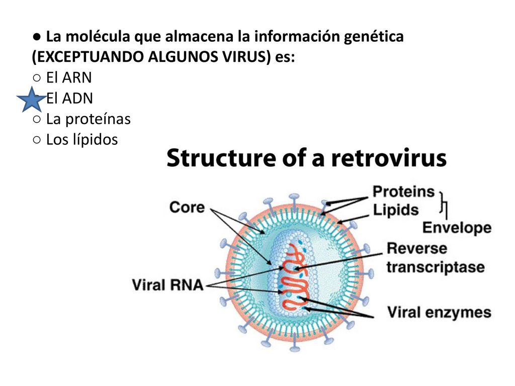 ● La molécula que almacena la información genética (EXCEPTUANDO ALGUNOS VIRUS) es: