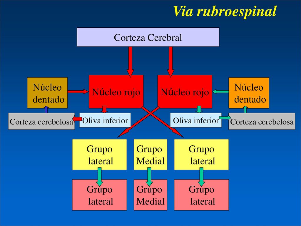 Via rubroespinal Corteza Cerebral Núcleo rojo Núcleo dentado Núcleo