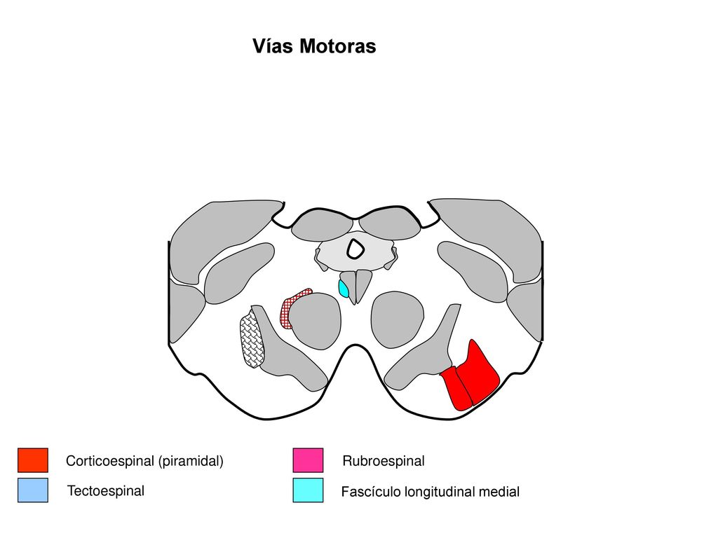 Vías Motoras Corticoespinal (piramidal) Rubroespinal Tectoespinal