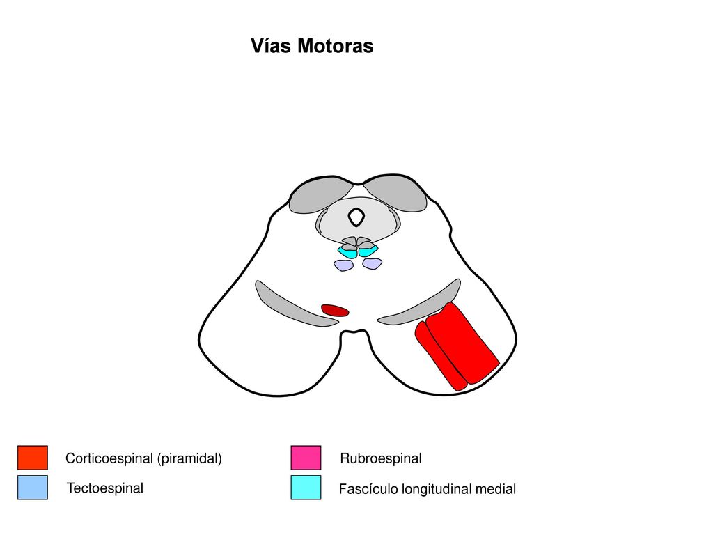 Vías Motoras Corticoespinal (piramidal) Rubroespinal Tectoespinal