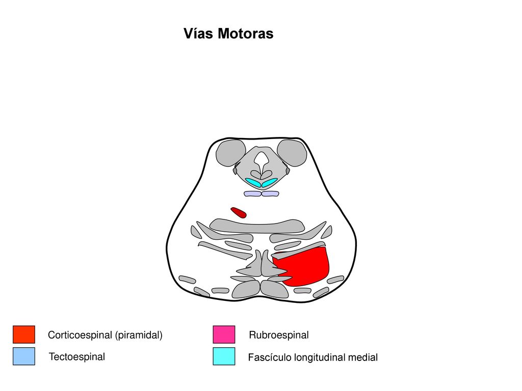 Vías Motoras Corticoespinal (piramidal) Rubroespinal Tectoespinal