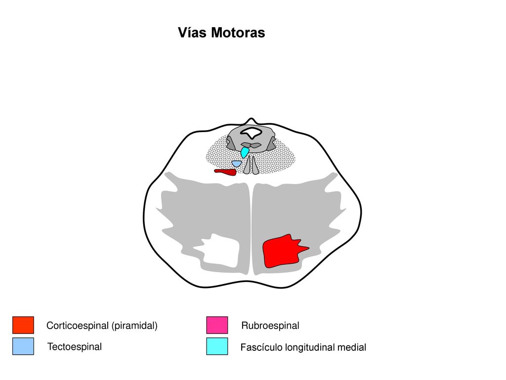 Vías Motoras Corticoespinal (piramidal) Rubroespinal Tectoespinal