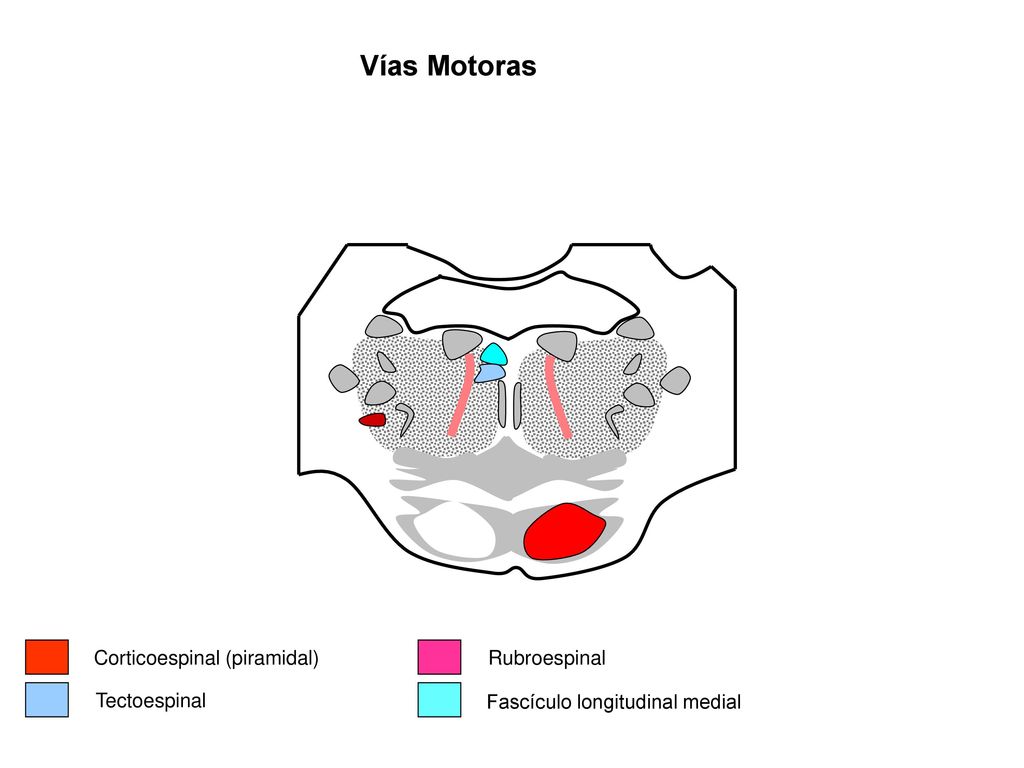 Vías Motoras Corticoespinal (piramidal) Rubroespinal Tectoespinal