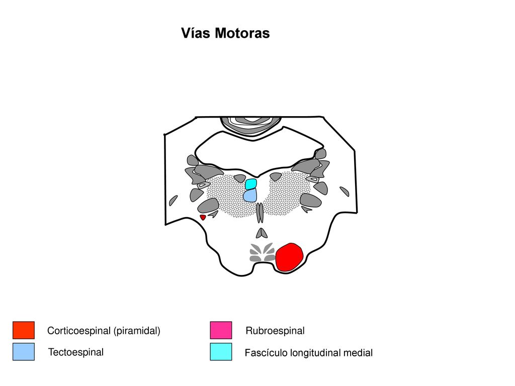 Vías Motoras Corticoespinal (piramidal) Rubroespinal Tectoespinal