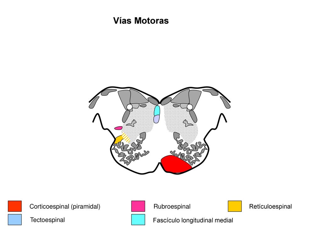 Vías Motoras Corticoespinal (piramidal) Rubroespinal Retículoespinal