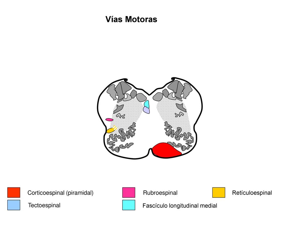 Vías Motoras Corticoespinal (piramidal) Rubroespinal Retículoespinal