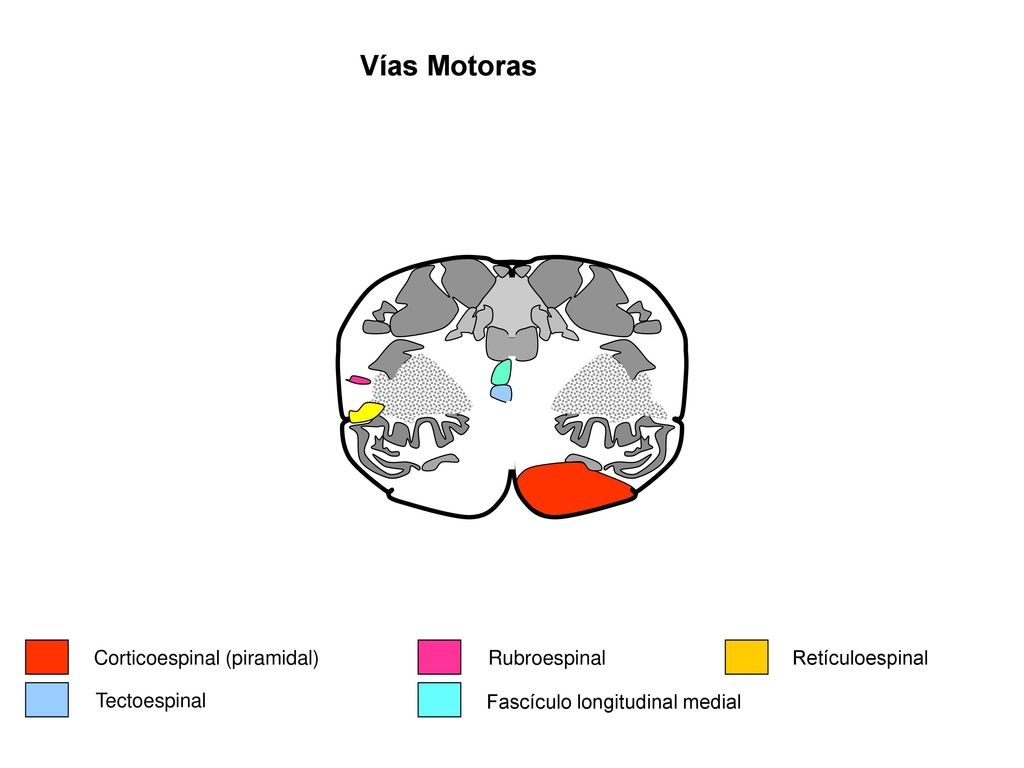Vías Motoras Corticoespinal (piramidal) Rubroespinal Retículoespinal