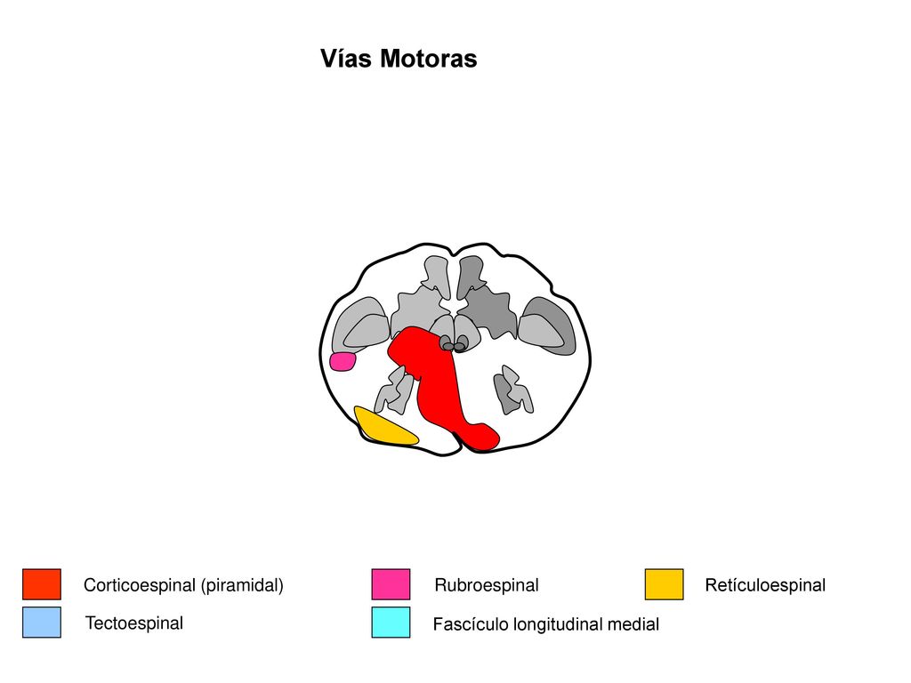 Vías Motoras Corticoespinal (piramidal) Rubroespinal Retículoespinal