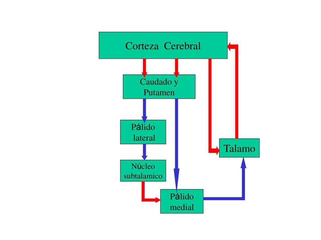 Corteza Cerebral Talamo Caudado y Putamen Pálido lateral Pálido medial