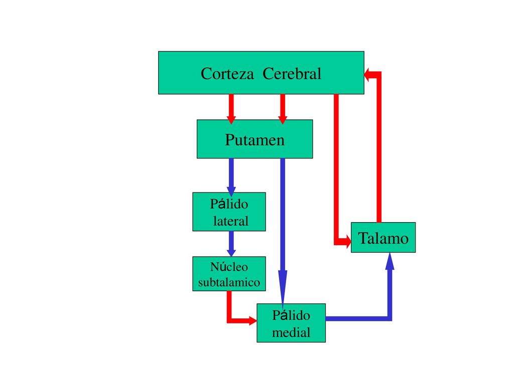 Corteza Cerebral Putamen Talamo Pálido lateral Pálido medial Núcleo