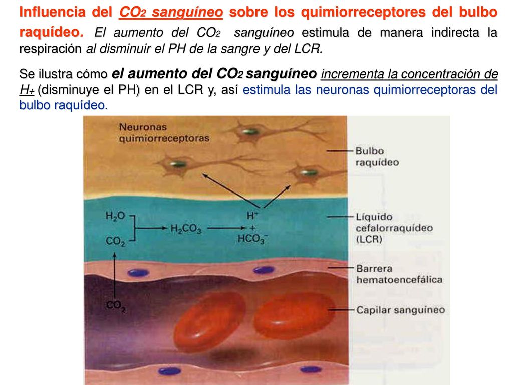Influencia del CO2 sanguíneo sobre los quimiorreceptores del bulbo raquídeo. El aumento del CO2 sanguíneo estimula de manera indirecta la respiración al disminuir el PH de la sangre y del LCR.