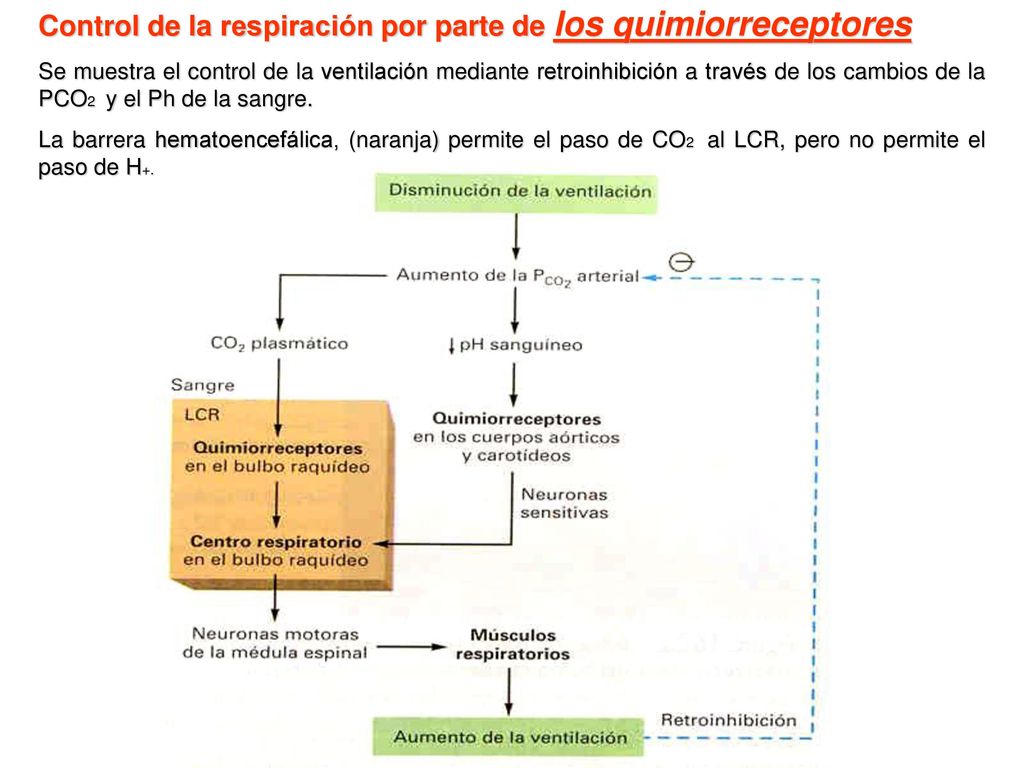 Control de la respiración por parte de los quimiorreceptores