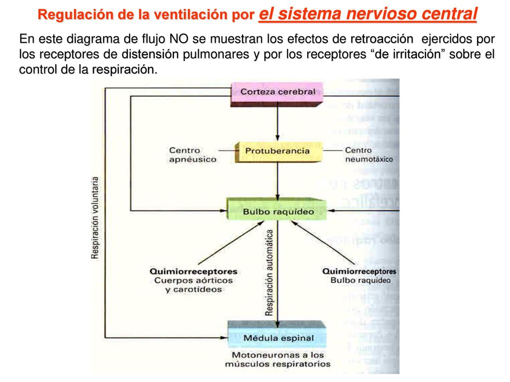 Regulación de la ventilación por el sistema nervioso central