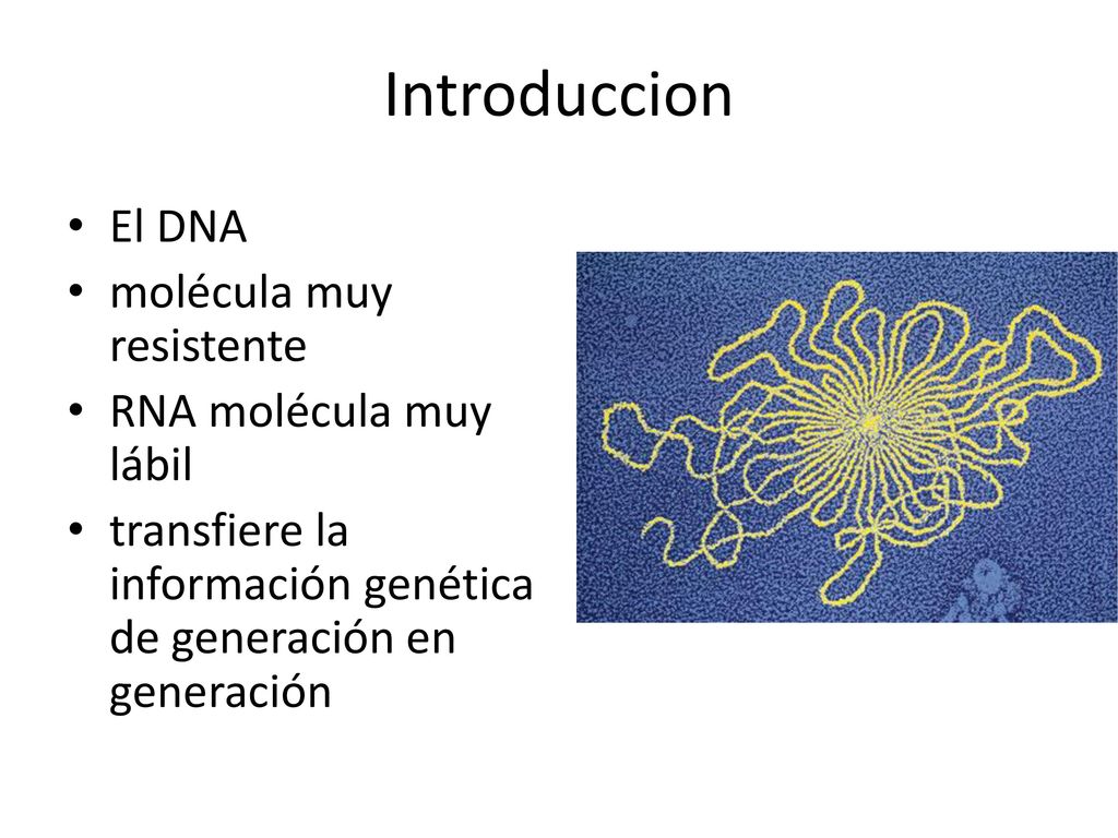 Introduccion El DNA molécula muy resistente RNA molécula muy lábil